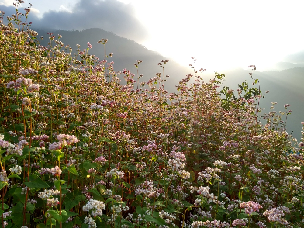 Lác đác xen giữa những cánh đồng lúa chín vàng là từng khoảng hoa tam giác mạch - một trong những loài hoa đặc trung của vùng núi cao Tây Bắc.